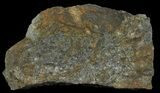 Plate Of Devonian Plant (Gosslingia) Fossils - Wales #66667-1